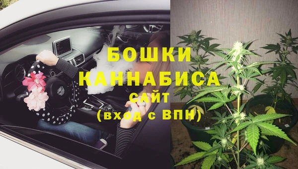 прущие грибы Аркадак